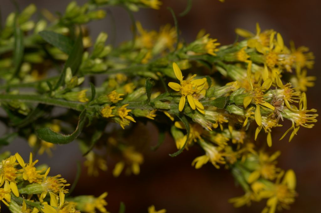 Solidago virgaurea / Verga d''oro comune